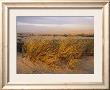Sand Dunes At Oso Flaco Nature Conservancy, Pismo Beach, California by Rich Reid Limited Edition Print