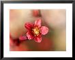 Saxifraga Black Beauty, Close-Up Of Pink Flower, Shrub by Lynn Keddie Limited Edition Print