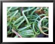 Juncus Decepiens Curly Wurly, Close-Up Of Plant by Lynn Keddie Limited Edition Print