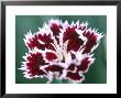 Dianthus Mendlesham Minx by Lynn Keddie Limited Edition Pricing Art Print