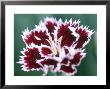 Dianthus Mendlesham Minx by Lynn Keddie Limited Edition Print