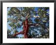 Cork Oak, Toledo, Spain by Antinolo Jorge Sierra Limited Edition Print