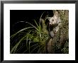 Brushtail Opossum At Night, New Zealand by Tobias Bernhard Limited Edition Print