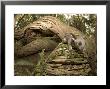 Brushtail Opossum, Juvenile, New Zealand by Tobias Bernhard Limited Edition Print