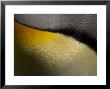 King Penguin, Close Up Detail, Sub Antarctic by Tobias Bernhard Limited Edition Print