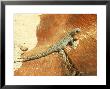 Spotted Dtella, Coral Bay, West Australia by Andrew Bee Limited Edition Print