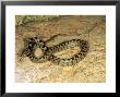 European Cat Snake, Young Specimen From Krk Island, Croatia by Emanuele Biggi Limited Edition Print