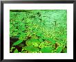 Pond Weed, And Duckweed, Summer by David Boag Limited Edition Print