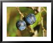 Blackthorn, Sloe Berries by David Boag Limited Edition Print