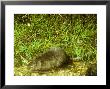 Water Vole At Waters Edge by David Boag Limited Edition Print