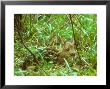 Roe Deer, Fawn by David Boag Limited Edition Pricing Art Print