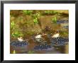 Common Frogs, With Spawn by David Boag Limited Edition Print