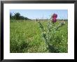 Woolly Thistle, Summer by David Boag Limited Edition Print