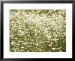 Ox-Eye Daisy, Summer by David Boag Limited Edition Pricing Art Print