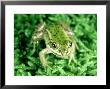 Edible Frog, Immature, Poland by Liz Bomford Limited Edition Pricing Art Print