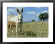 Domestic Donkey, May, Spain by Werner Bollmann Limited Edition Print