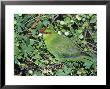 Red-Crowned Parakeet, Feeding, N.Zealand by Robin Bush Limited Edition Print
