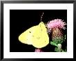 Bergers Clouded Yellow, Male by Terry Button Limited Edition Print