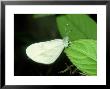 Wood White, Leptidia Sinapis by Terry Button Limited Edition Print