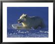 White Wolf, Canis Lupus, Running Canada by Alan And Sandy Carey Limited Edition Print