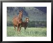Quarter Horse Mare & Colt by Alan And Sandy Carey Limited Edition Print