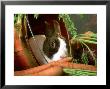 Rabbit With Carrots by Alan And Sandy Carey Limited Edition Print