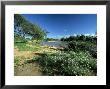 Helitropium Stevdnerii On Bank Of Uaso Nyiro River, Africa by David Cayless Limited Edition Print