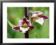 Marsh Helleborine Close Up Of Flowers, Uk by David Clapp Limited Edition Print