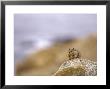 Beecheys Ground Squirrel Relaxing On Rock, California, Usa by David Courtenay Limited Edition Print