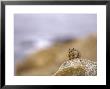 Beecheys Ground Squirrel Relaxing On Rock, California, Usa by David Courtenay Limited Edition Pricing Art Print