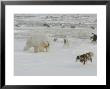 Polar Bear, And Local Sled Dogs At Cape Churchill, Manitoba, Canada by Daniel Cox Limited Edition Print