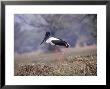 Black Necked Stork, Female, India by Kenneth Day Limited Edition Print
