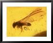 Winged Termite In Amber, Eocene-Oligocene Dominican Republic by David M. Dennis Limited Edition Print