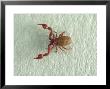 Pseudoscorpion, App 3X Magnification by David M. Dennis Limited Edition Pricing Art Print