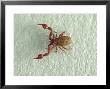 Pseudoscorpion, App 3X Magnification by David M. Dennis Limited Edition Print