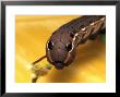 Sphinx Moth Caterpillar With False Eye Spots by David M. Dennis Limited Edition Pricing Art Print