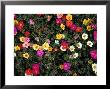Mass Of Flowers by David M. Dennis Limited Edition Pricing Art Print