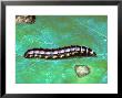 Larva On Leaf by David M. Dennis Limited Edition Print