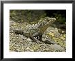 Spiny Iguana, Quipos, Costa Rica by David M. Dennis Limited Edition Print