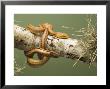 Yellow Rat Snake, Sarasota County, Usa by David M. Dennis Limited Edition Print