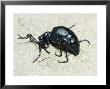 Blister Beetle Playing Dead, Great Smoky Mountains National Park, Usa by David M. Dennis Limited Edition Print