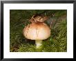Camel Cricket Eating Mushroom, Great Smoky Mountains National Park, Usa by David M. Dennis Limited Edition Print