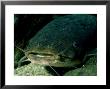 Electric Catfish, Lake Tanganyika, Tanzania by Deeble & Stone Limited Edition Pricing Art Print