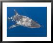 Silvertip Shark, With Small Fish, Indian Ocean by Chris And Monique Fallows Limited Edition Print
