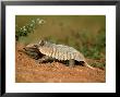Yellow Armadillo, Pantanal, Brazil by Berndt Fischer Limited Edition Print