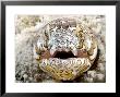 Napoleon Snake-Eel, In Sand, Malaysia by David B. Fleetham Limited Edition Print