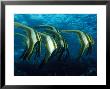 Longfin Batfish, Indonesia by David B. Fleetham Limited Edition Pricing Art Print