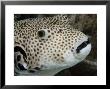 Starry Puffer, Mabul Island, Malaysia by David B. Fleetham Limited Edition Print