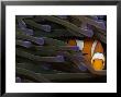 Clown Anemonefish In Anemone, Indonesia by David B. Fleetham Limited Edition Print