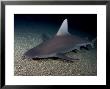 Sandbar Shark, Hawaii by David B. Fleetham Limited Edition Print